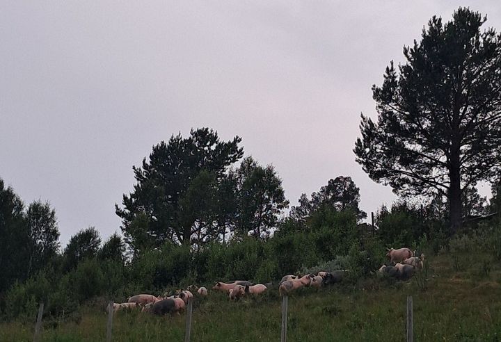 Griser til fjells