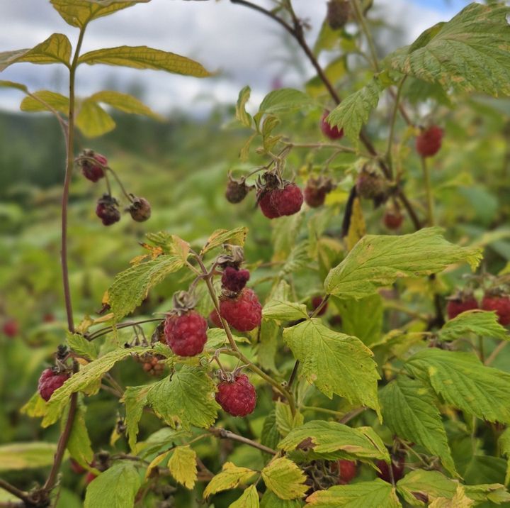 Mye bringebær
