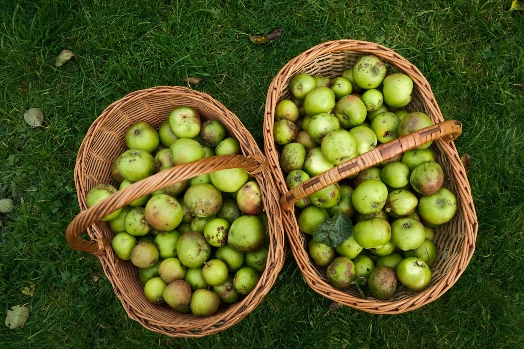 Two wicker baskets heaped with freckled green windfall apples sit on the grass, seen from above.