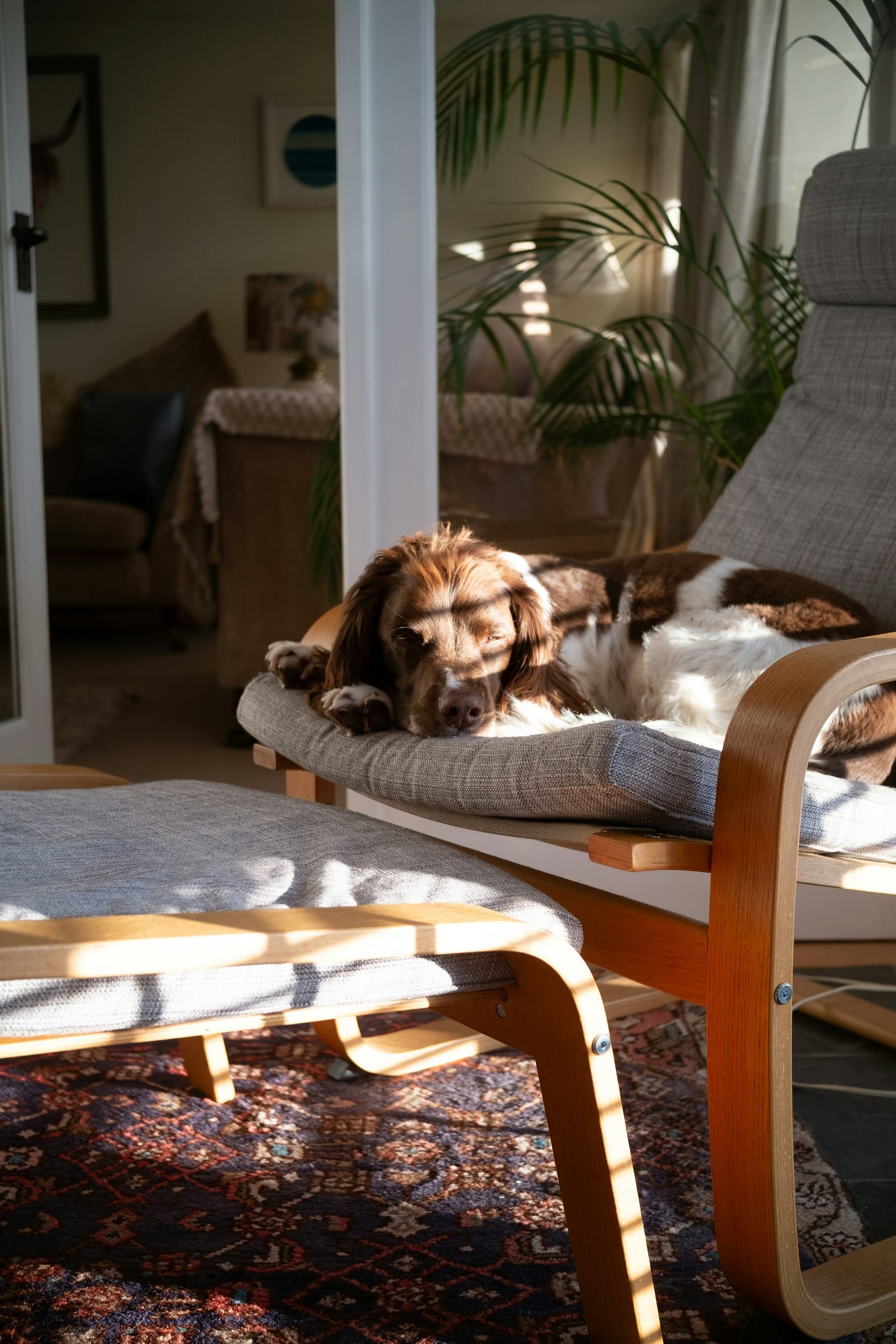 A brown and white spaniel dozes on a cushioned armchair in a band of low sunlight above a patterned rug.