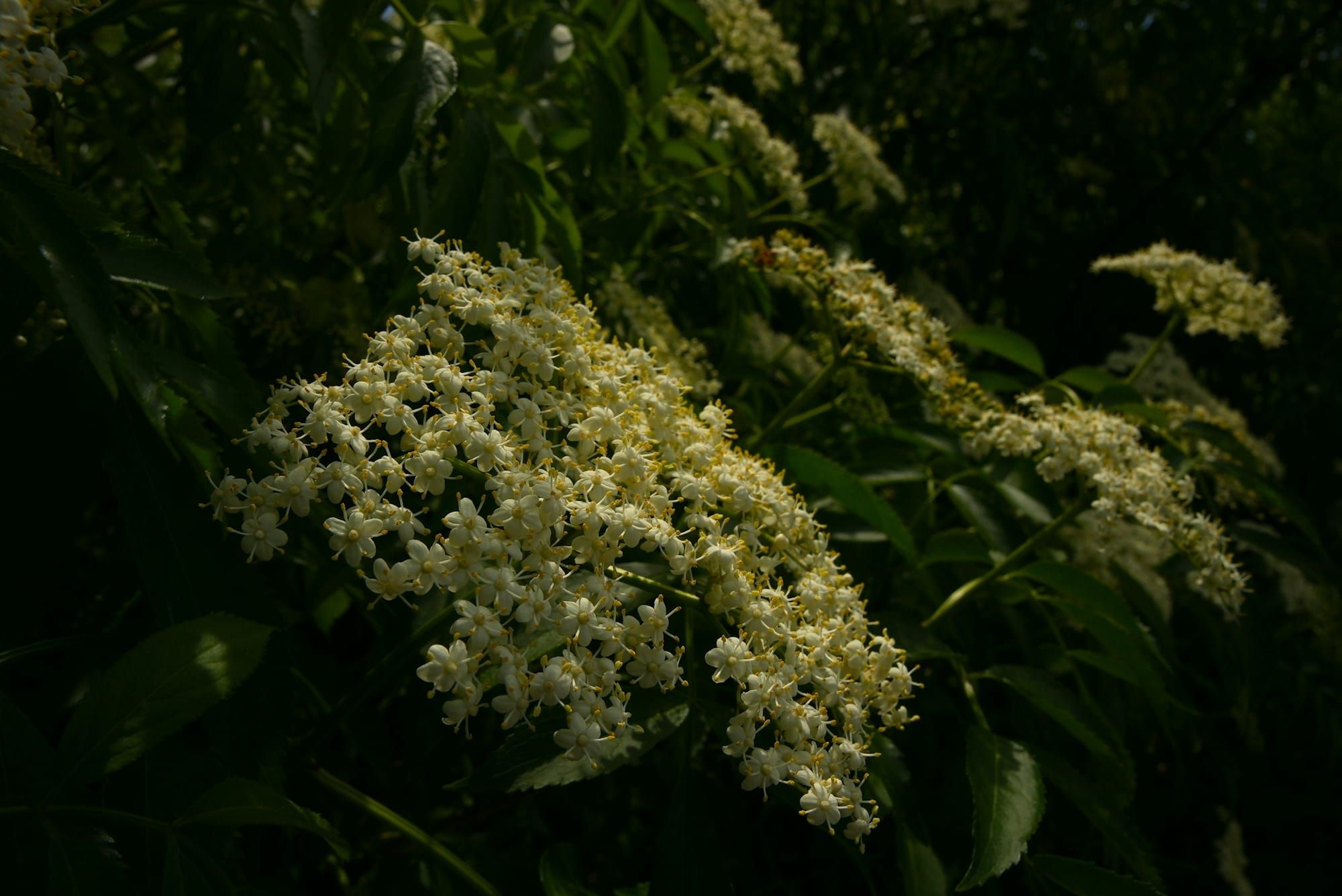 Creamy elderflower heads catch low sunlight against the deep shadow of a dark green elder bush.