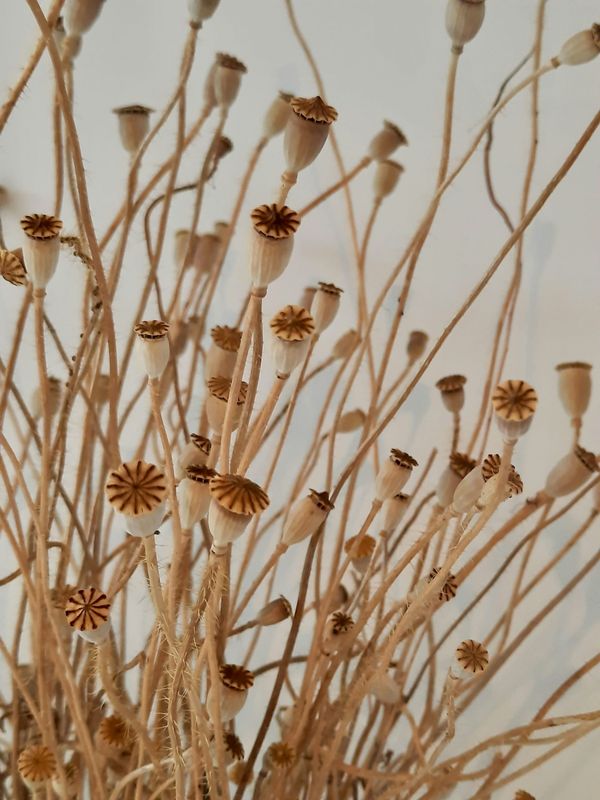 A tangle of dried poppy seed heads with crowned tops on thin straw-coloured stems against a pale wall.