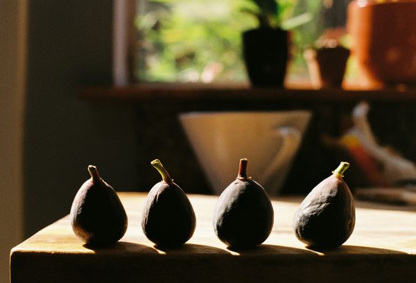 Four ripe dark figs stand in a row on a sunlit wooden table in front of a window with potted plants.