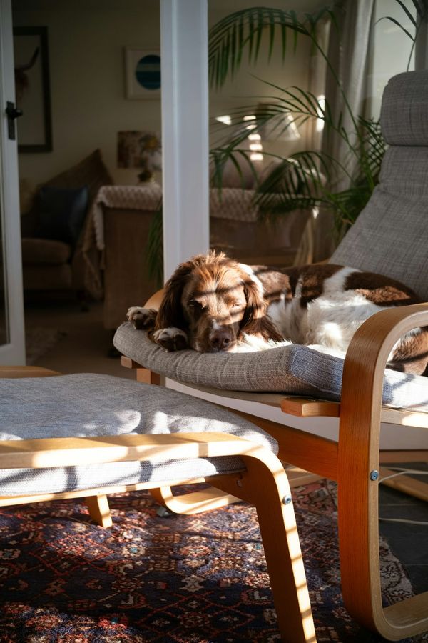 A brown and white spaniel dozes on a cushioned armchair in a band of low sunlight above a patterned rug.