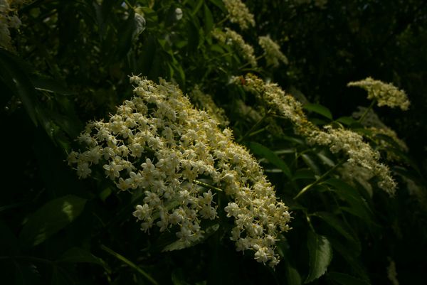 Creamy elderflower heads catch low sunlight against the deep shadow of a dark green elder bush.
