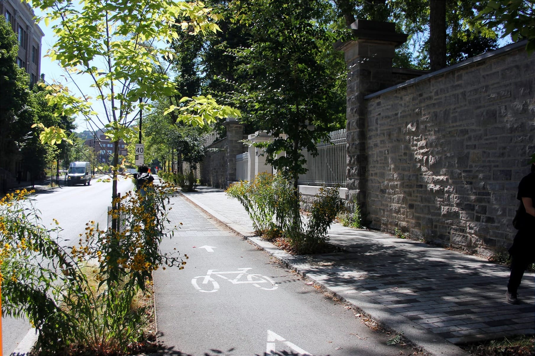 La voie cyclable de l'avenue des Pins allant vers l'ouest. On y voit différents carrés de végétation qui l'entoure.