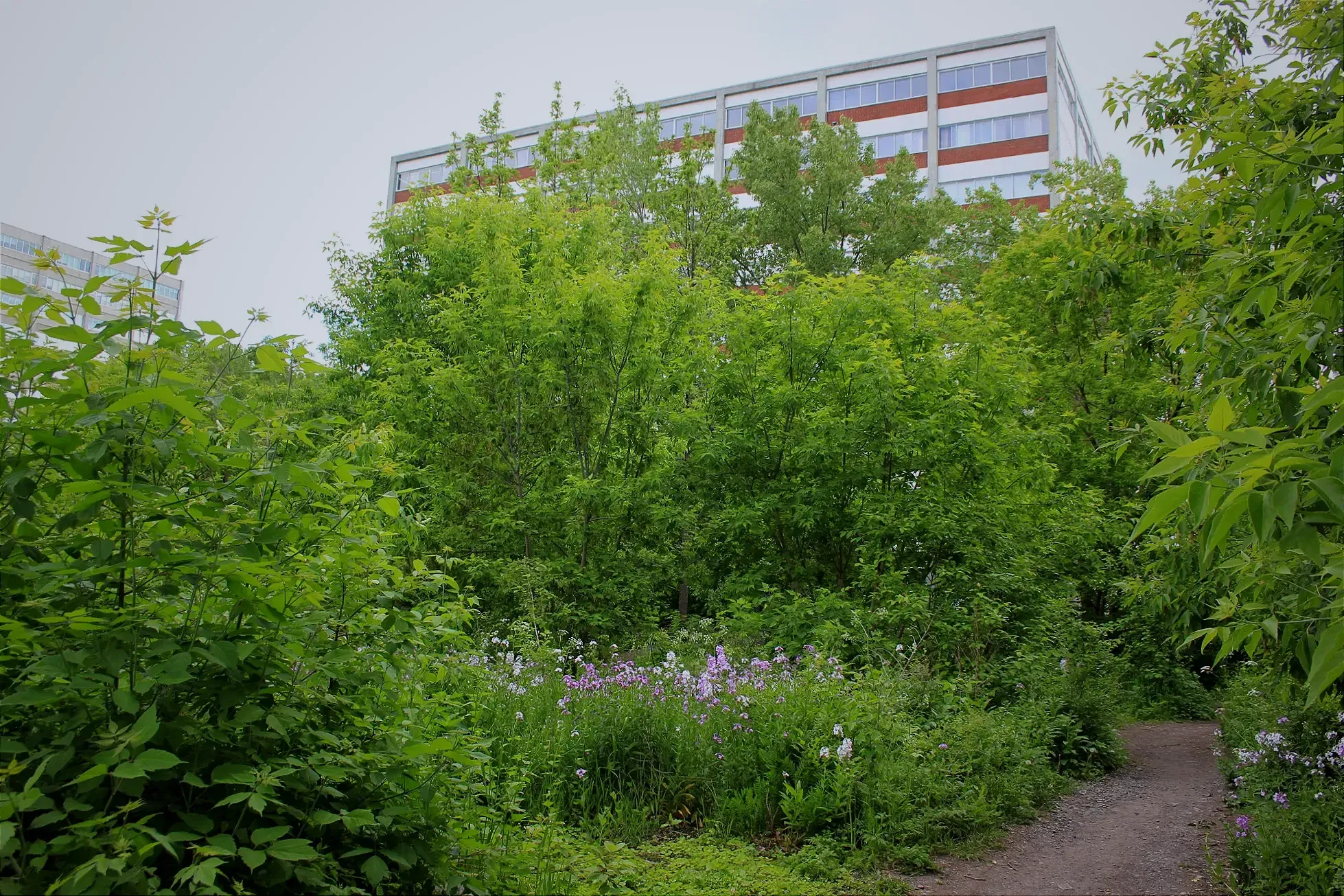 Une portion fleurie du champ. On voit les hauts de bâtiments du Mile End, qui se révèlent au-delà des arbres.