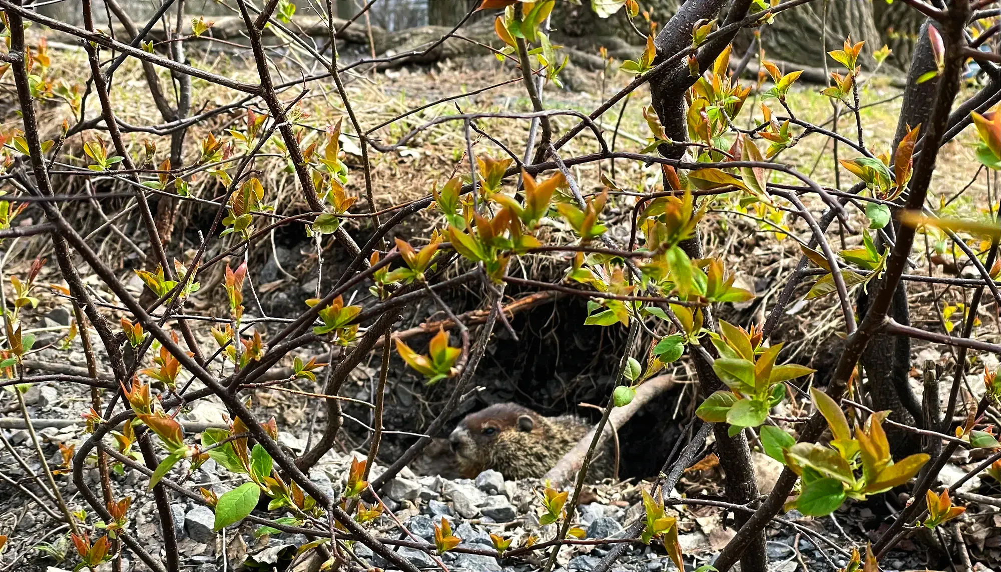 La marmotte est installée dans une espèce de crevasse dans la terre. Une genre de maillage de végétation la sépare de la caméra. 