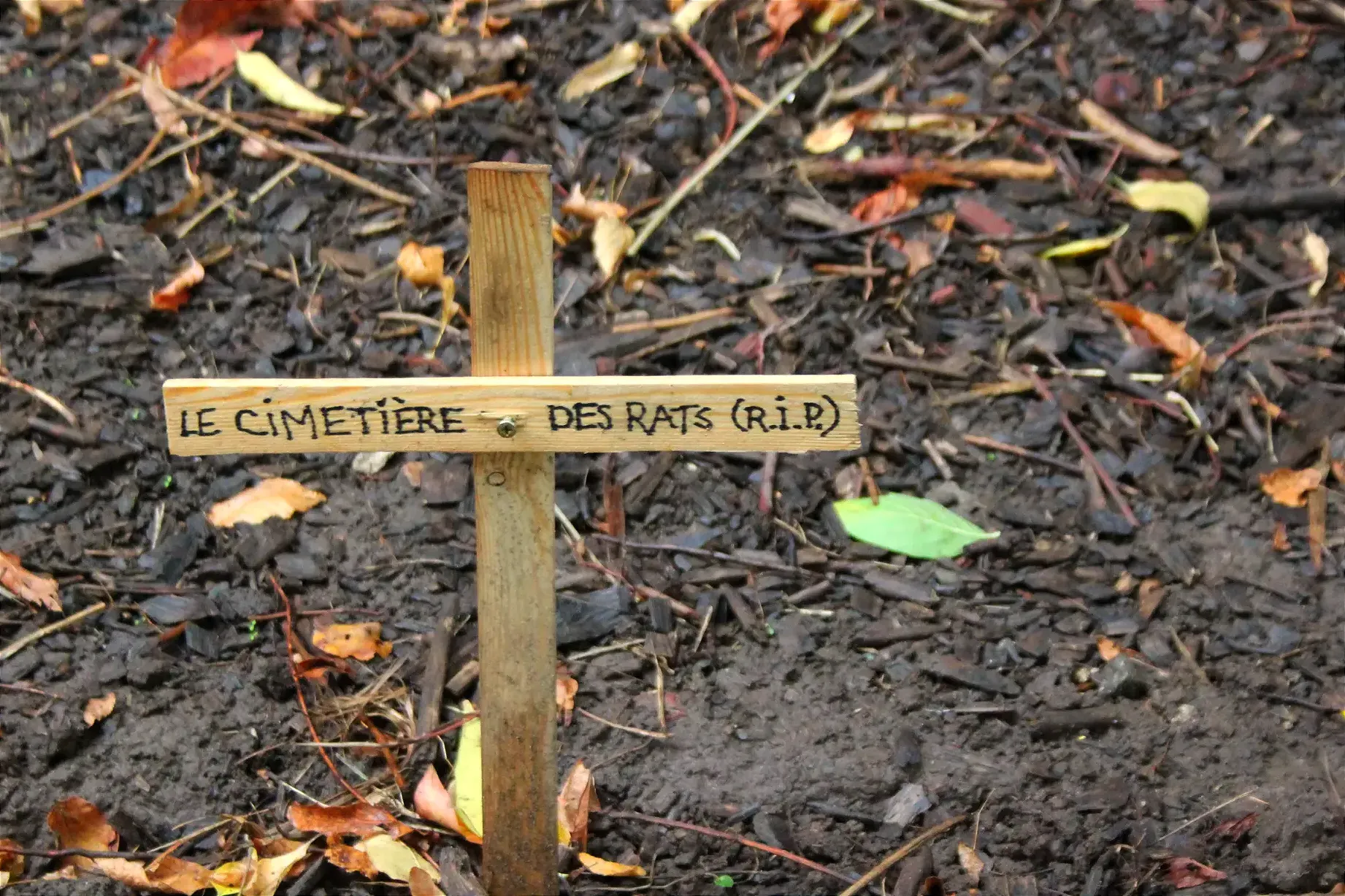 Une croix en bois affiche «Le cimetière des rats (R.I.P.)»