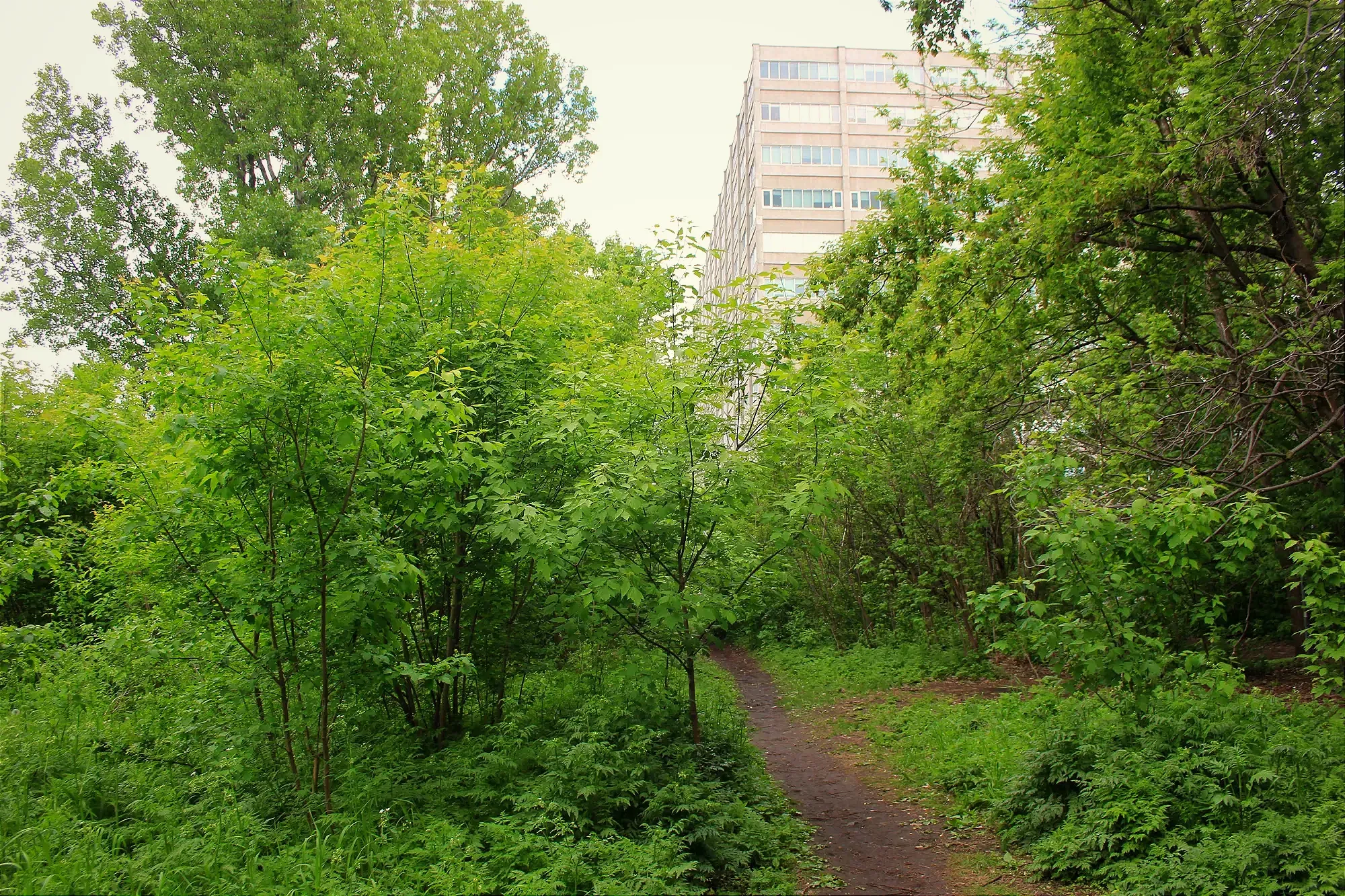 Des arbres et arbustres s'élèvent autour d'un sentier, cachant partiellement un édifice d'une dizaine d'étages du Mile End.