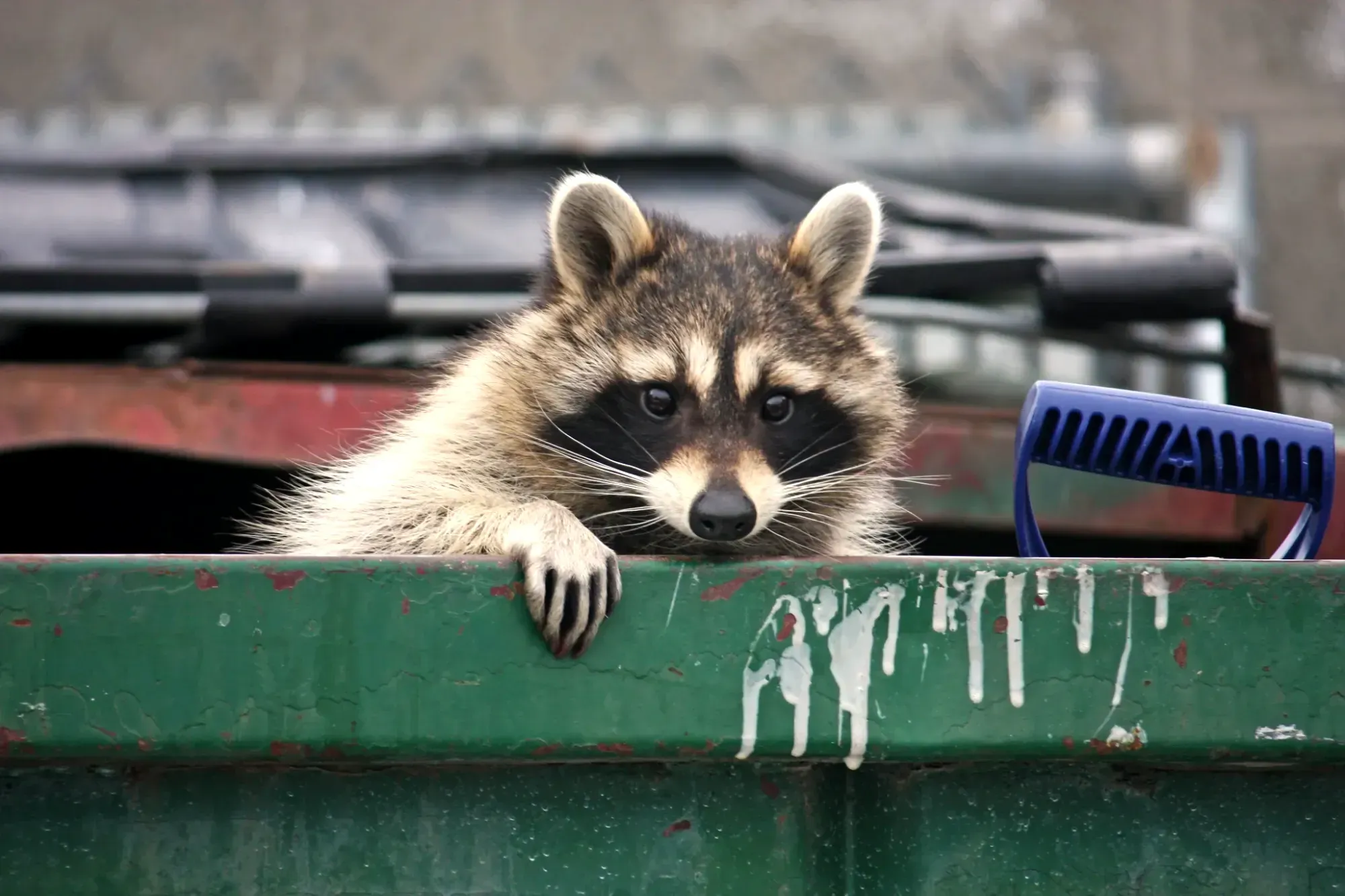 Un raton laveur sort la tête d'un conteneur à déchets. 