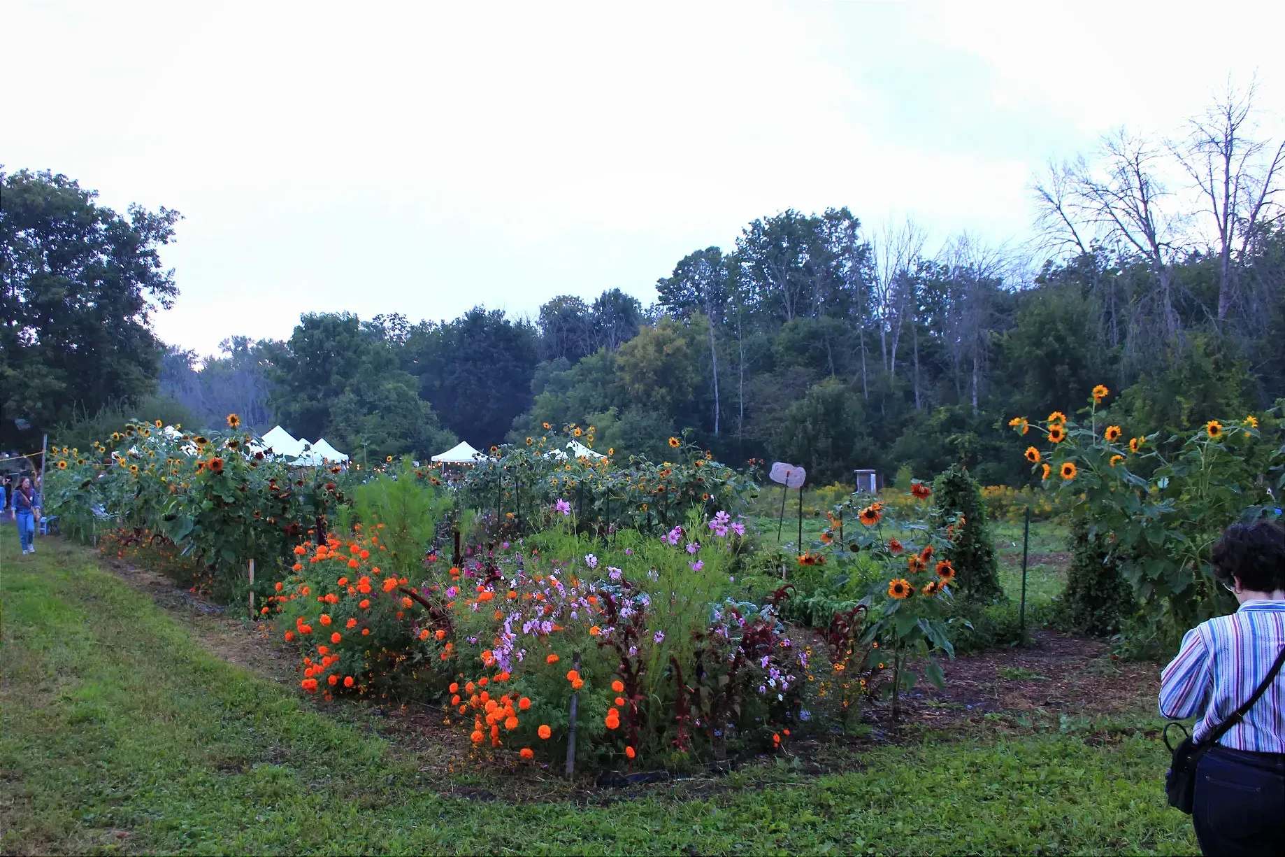 Un carré de jardin avec des fleurs mauves, jaunes et oranges.
