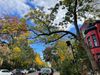Une rue du Mile End en octobre avec un sac noir sur un panneau de stationnement.