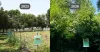 À gauche de petits arbres en 2023, à droite de grands arbres en 2026.