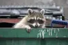 Gros plan sur un raton laveur dans un bac à poubelles.