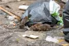 Trois rats cherchent de la nourriture parmi des sacs de poubelles éventrés parterre.  
