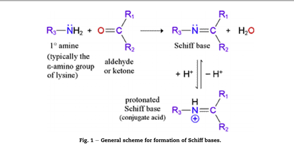 The Chemistry of Schiff Base Formation: Impact on Flavor, Aging, and Shelf Life