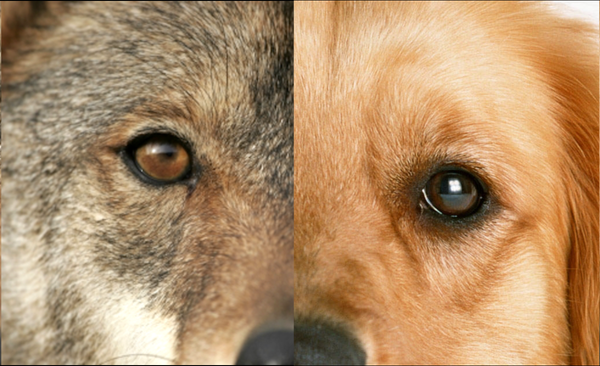 A blended image of a half-wolf, half-dog face, symbolizing the contrast between security and risk, stability and independence