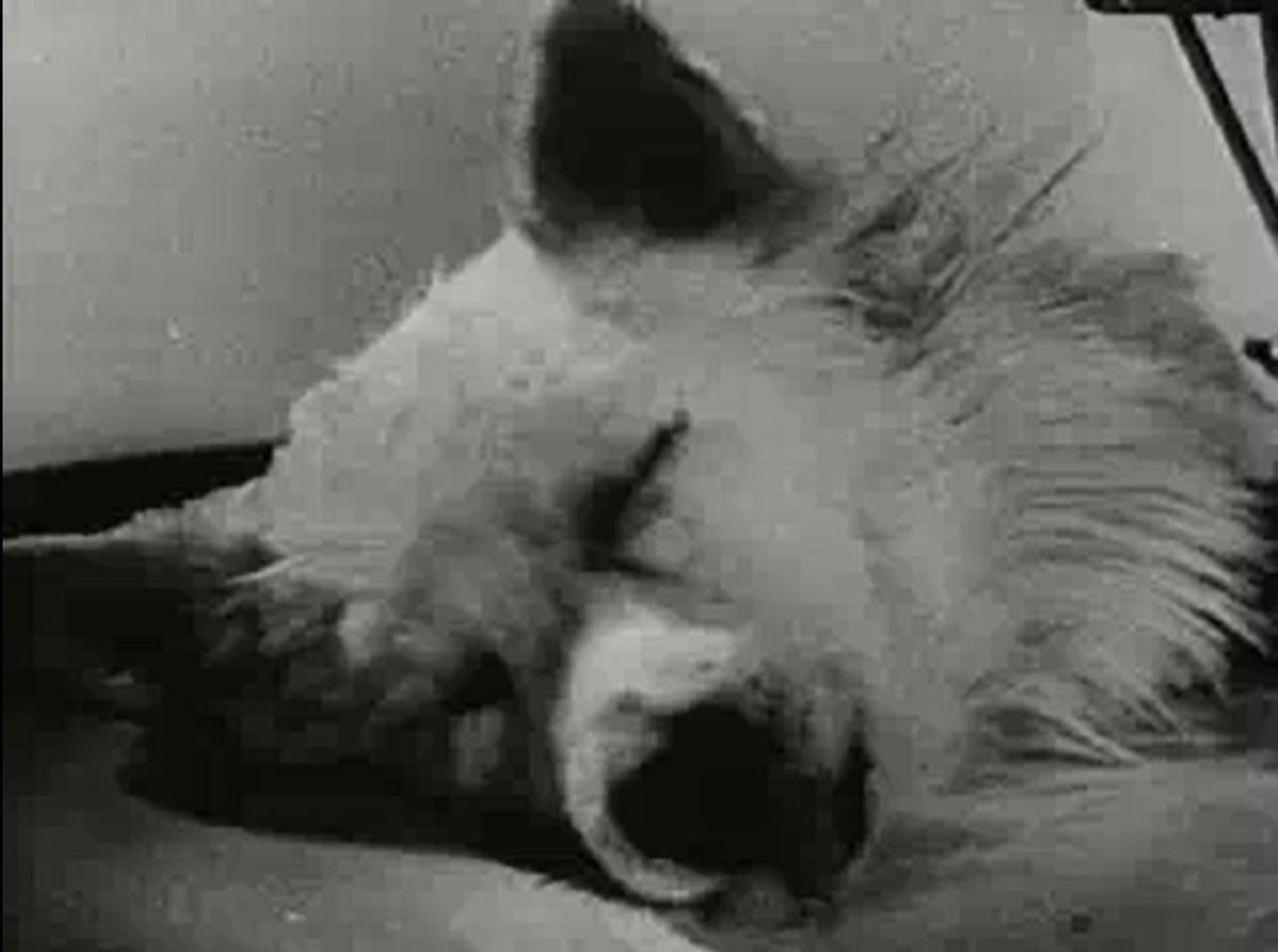 What Was the Soviet Dog Head Experiment of 1925?