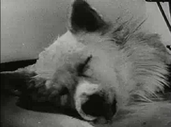 What Was the Soviet Dog Head Experiment of 1925?