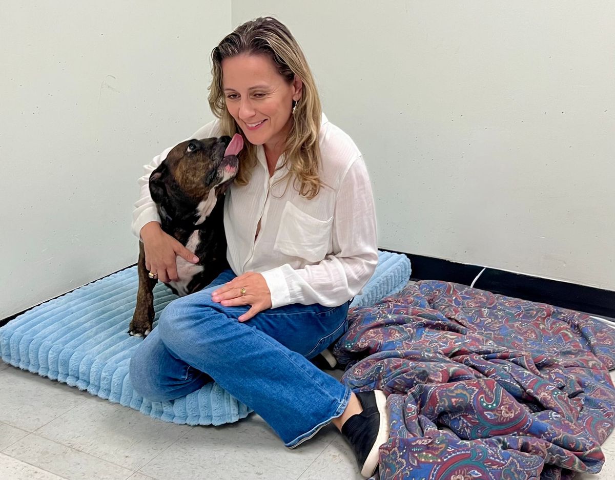 For homeless pets, gimme shelter is not just a song
