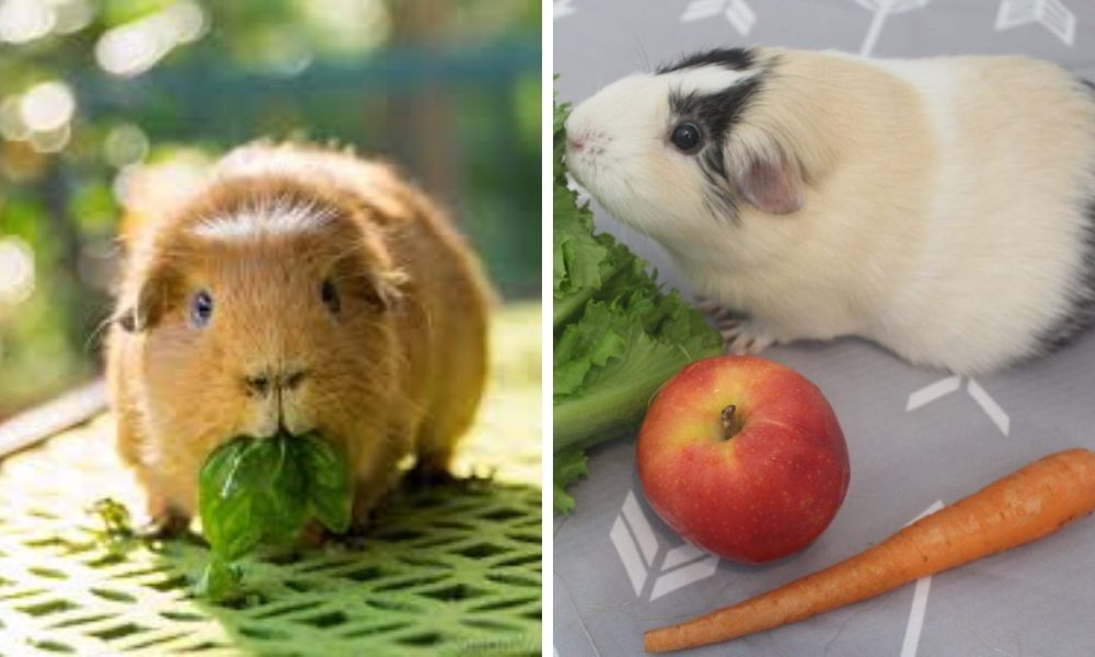 Guinea Pig Eating Vegetables