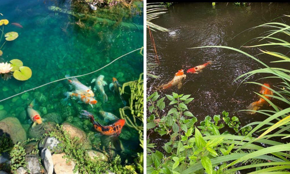 Koi Fish Food