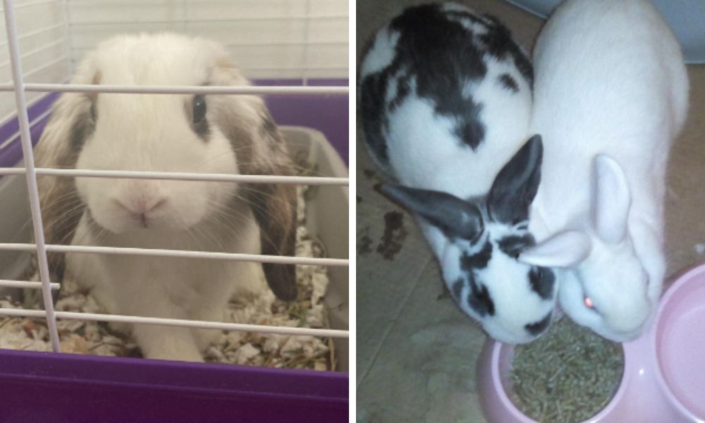 Rabbits Eating Kaytee Timothy Complete Rabbit Food