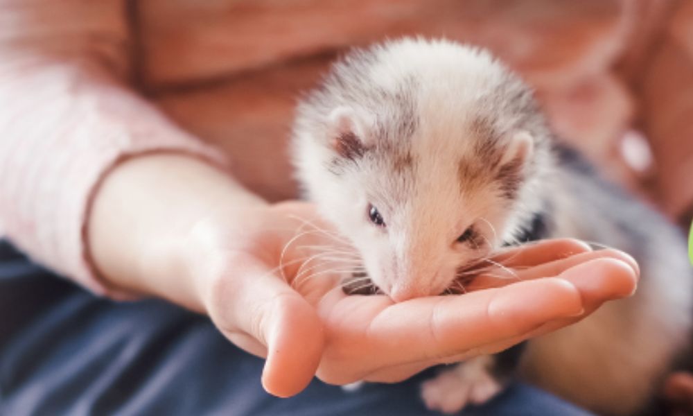 Baby Ferret Eating ZuPreem Ferret Food