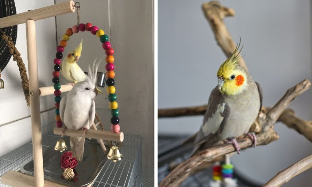 Cockatiel Playground and Parrot Play Stand