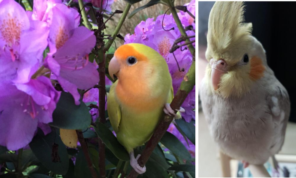 Love Bird and Cockatiel