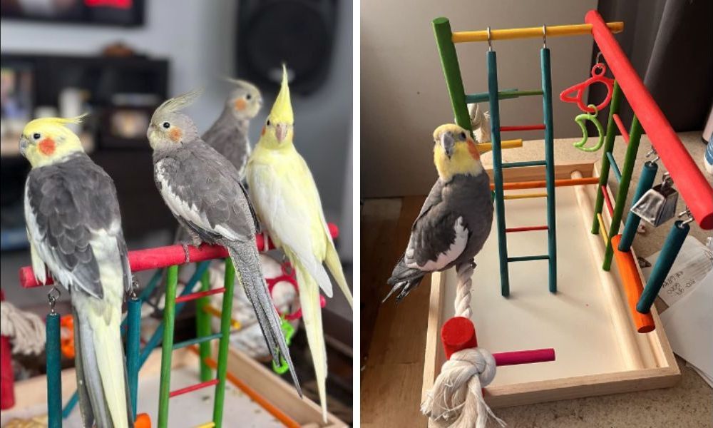 Cockatiel Playground