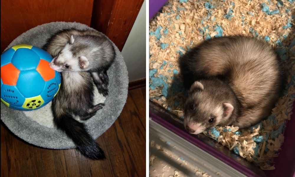 Ferrets Playing 