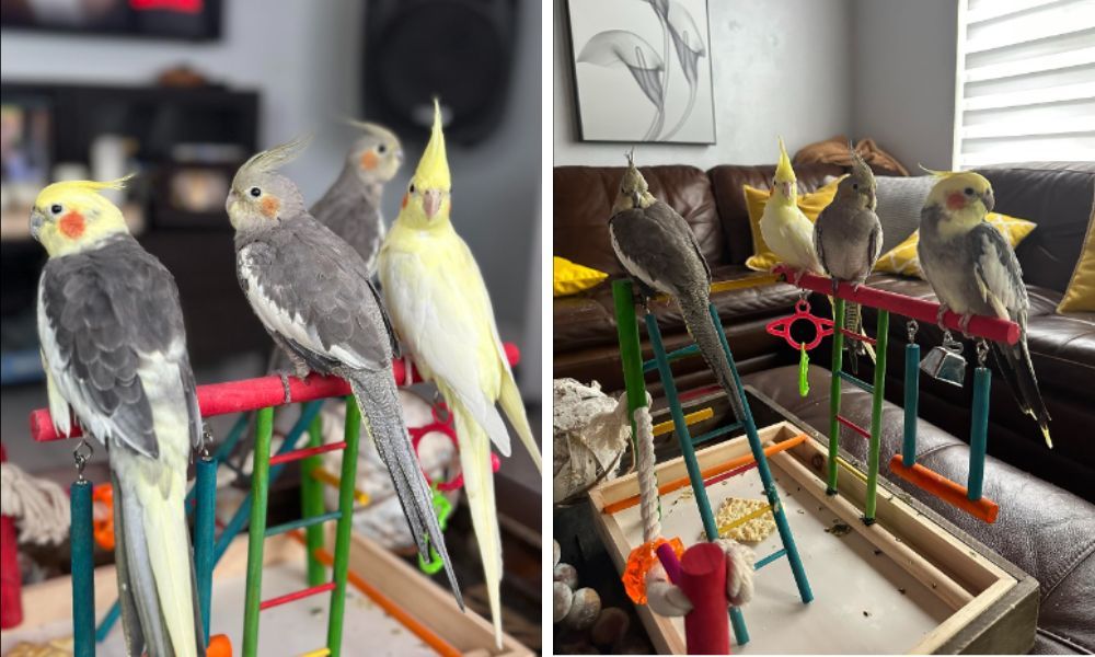 Four Cockatiels using Cockatiel Playground