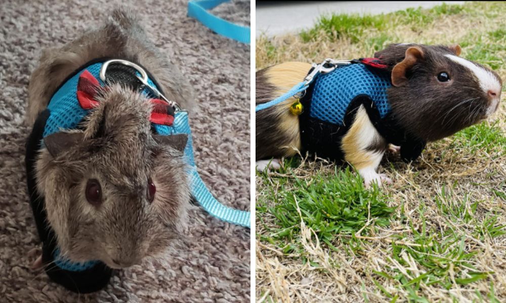 Just let your guinea pig roam about training its guinea pigs feet and body