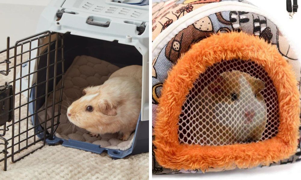 Two Types of Guinea Pig Carriers