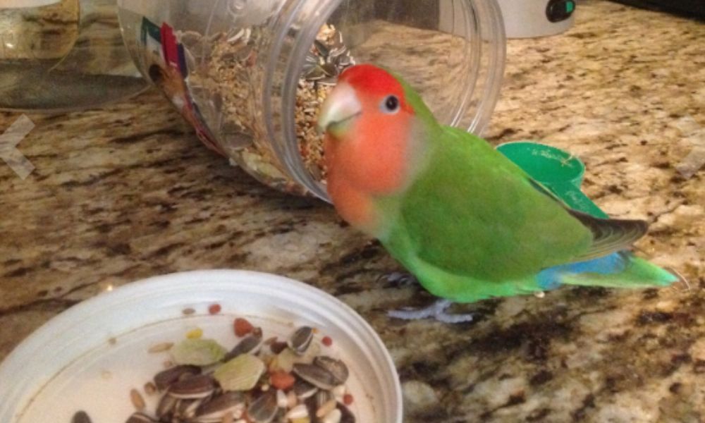 Love Bird Eating Seeds