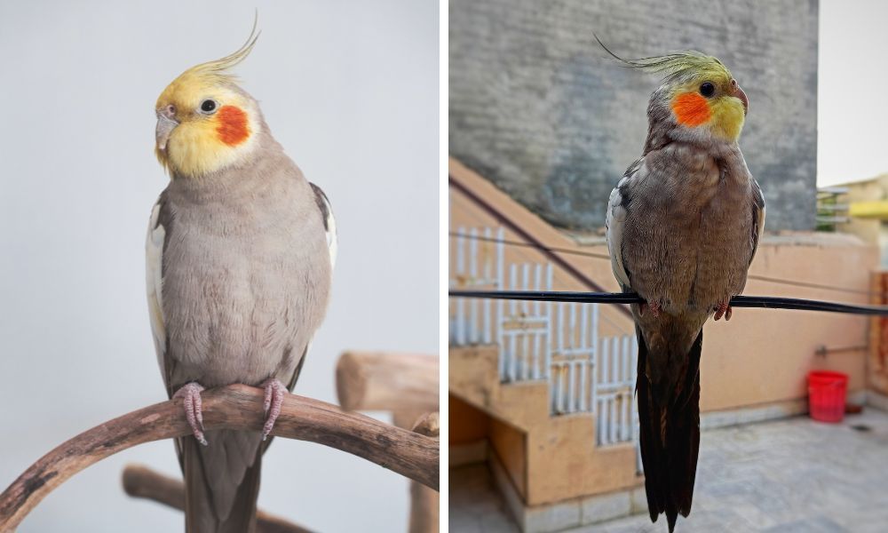 Two Cockatiels