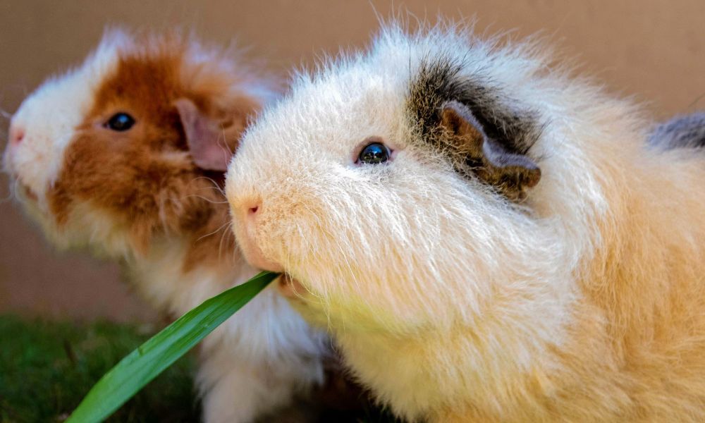 Two Guinea Pigs Eating