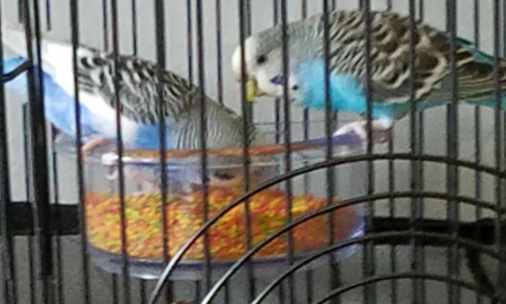 Budgies eating ZuPreem Fruit Blend Pellets