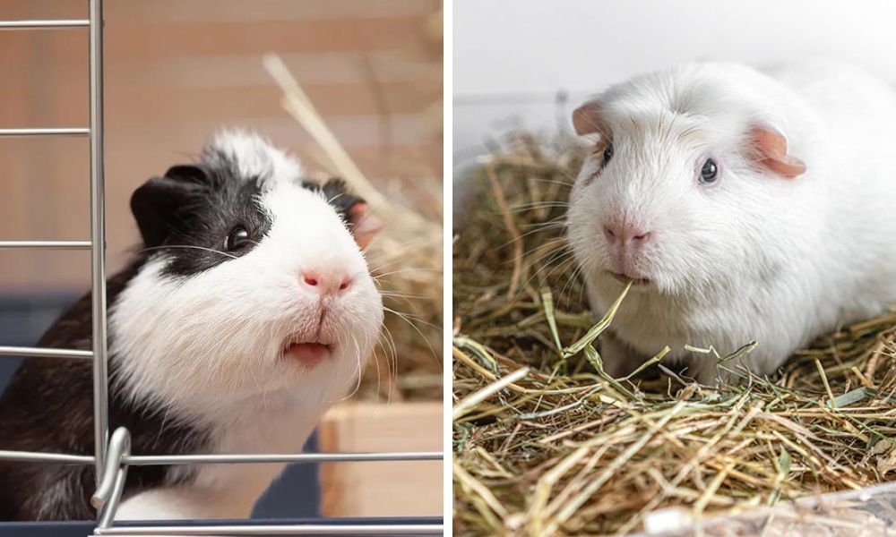 Guinea Pig Hay
