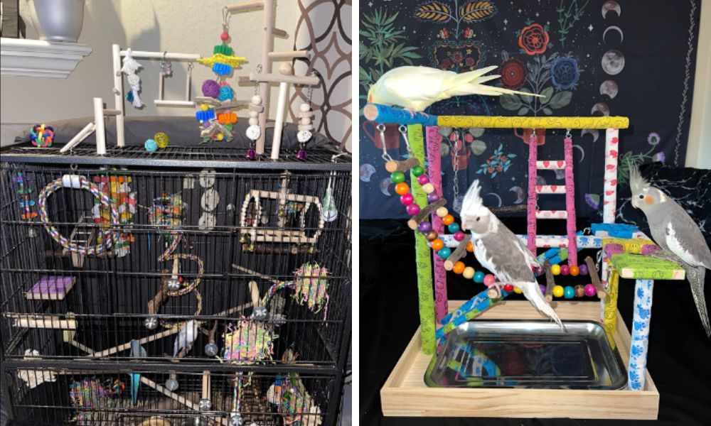 Cockatiel Playground with three cockatiels