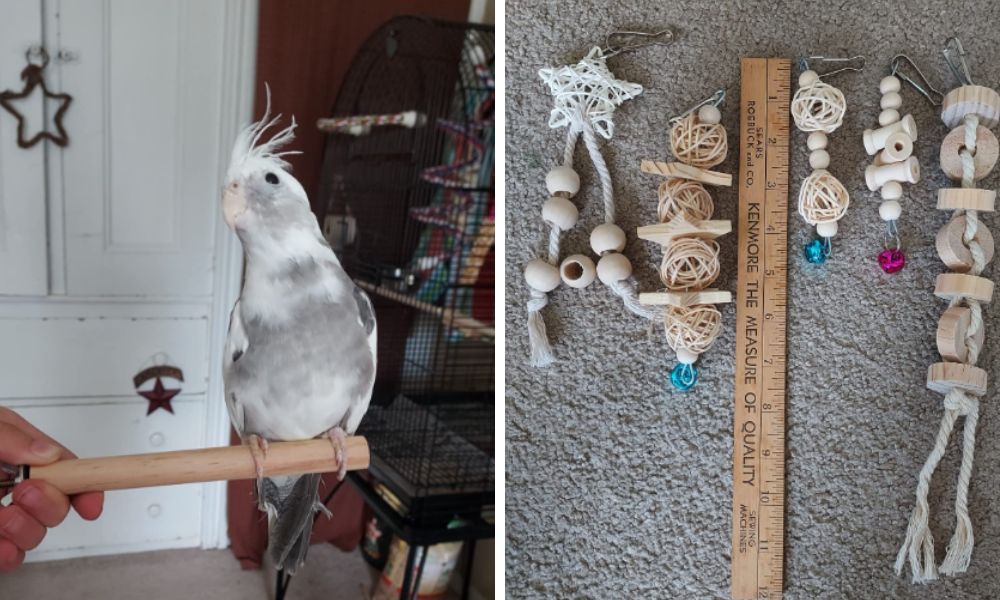 Cockatiel Toys