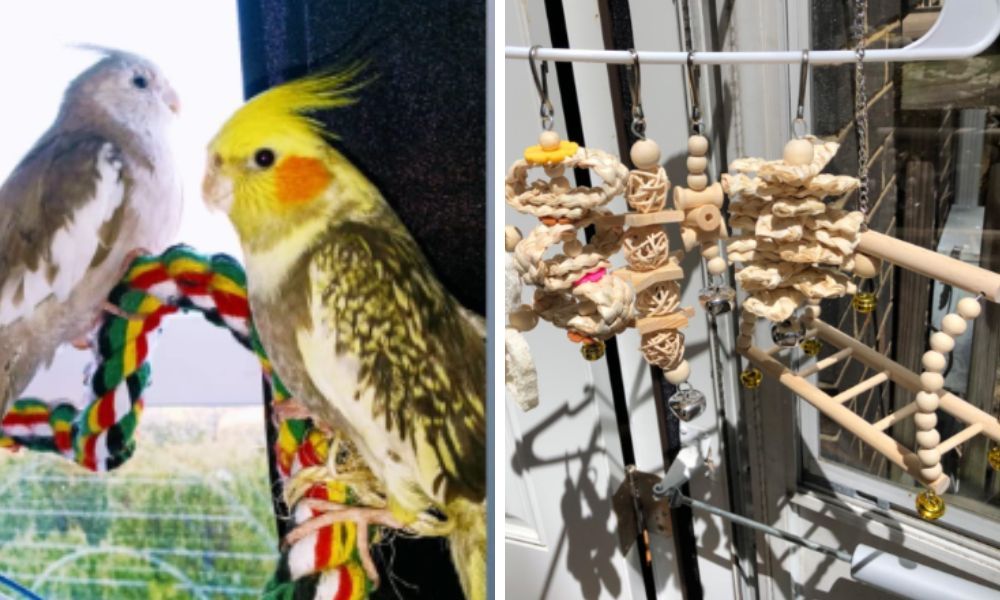 Cockatiel Toys