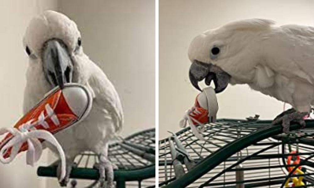 Cockatoo Toys