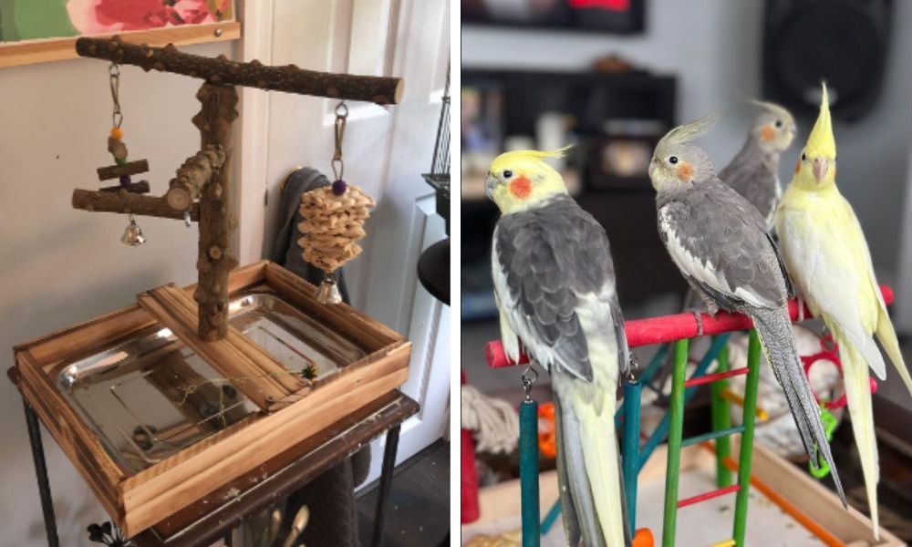 Cockatiel Toys