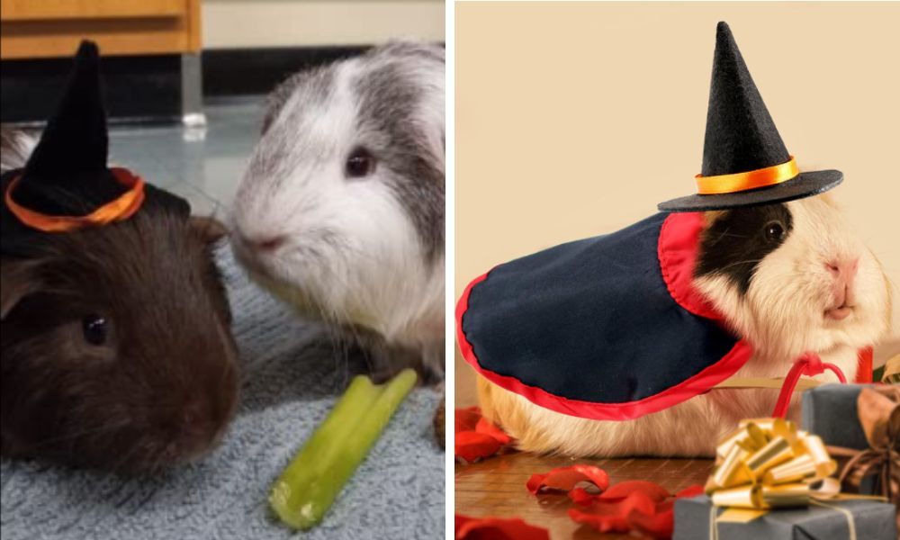 Guinea Pig Costume