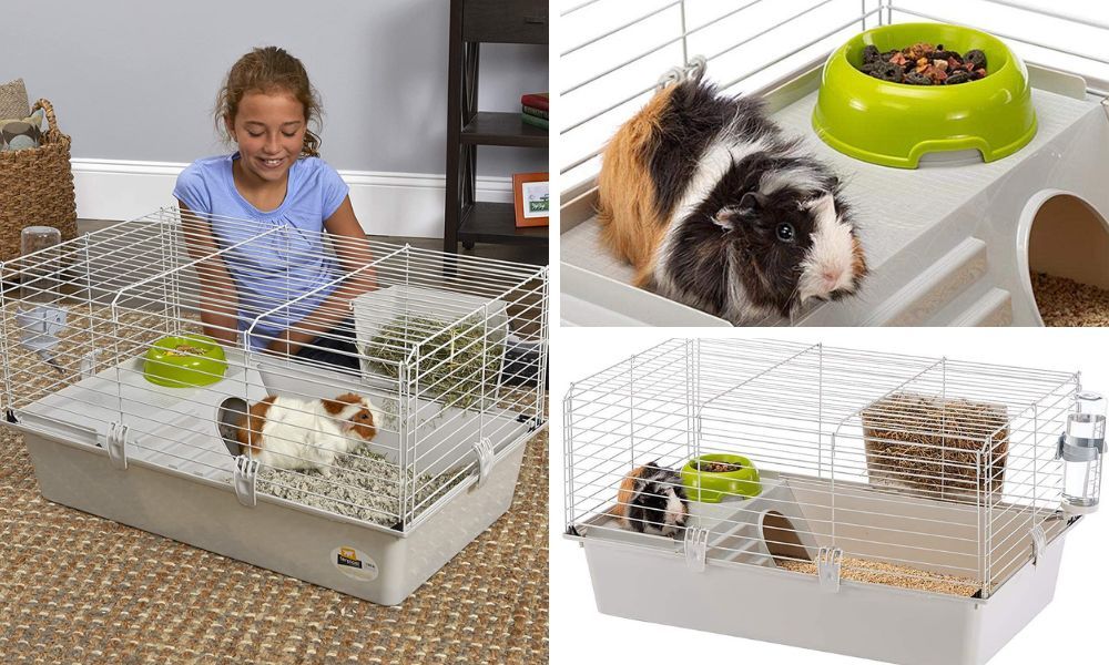 Guinea Pig Starter Kit