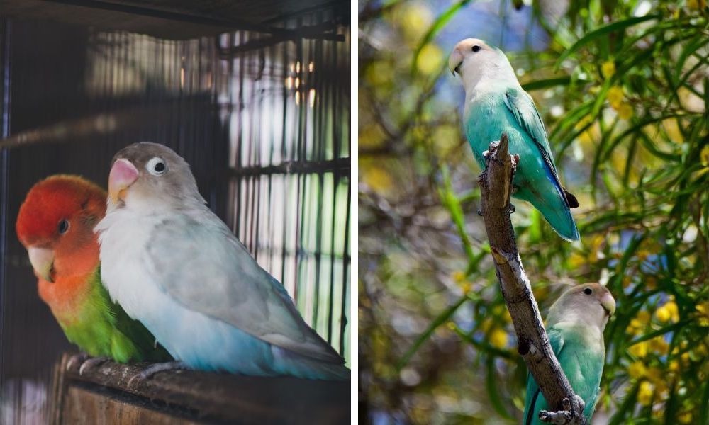 Lovebirds