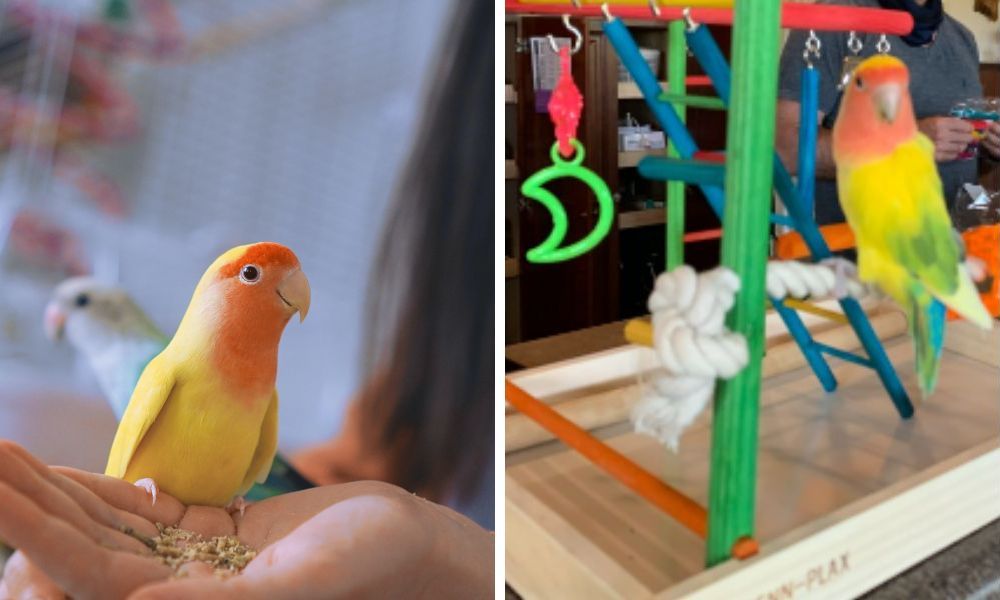 Love birds Food and Toys